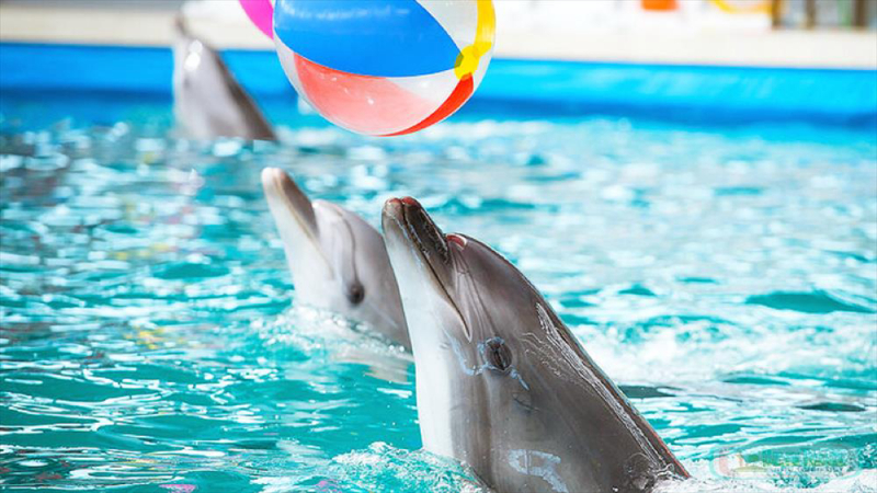 Дельфинарий в Поповке